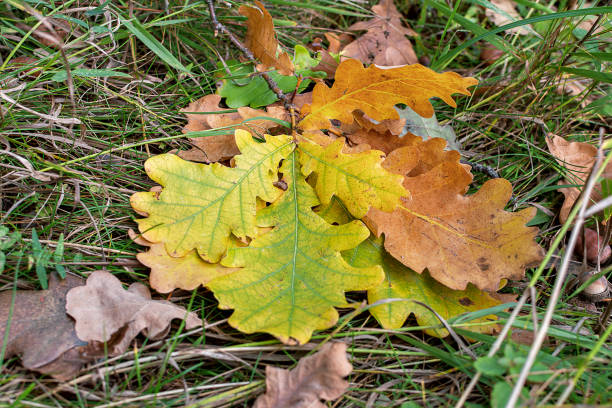 autumn yellow orange oak leaves