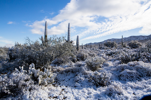 Saguaro National Park with snow. New Years Day 2015