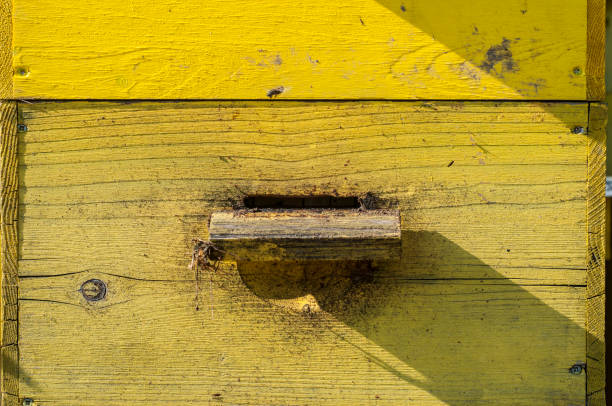 istock Wooden beehive closeup 1197722057