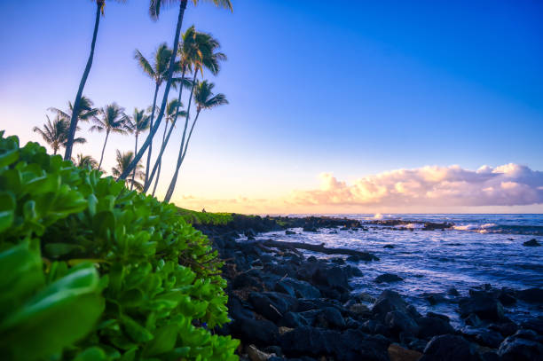 istock Sunrise over the beach in Kauai, Hawaii 1197722435