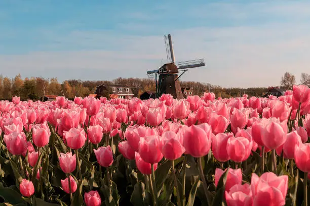 Flowerfield with pink tulips during dutch spring with a windmill at the background