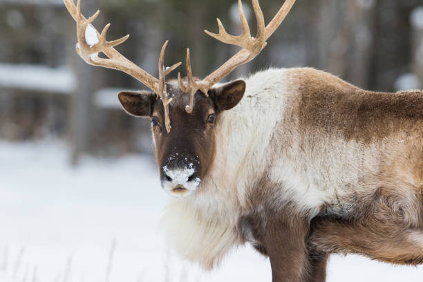 caribú de bosque boreal en invierno - reindeer fotografías e imágenes de stock