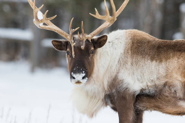 boreal woodland caribou in winter - reindeer imagens e fotografias de stock