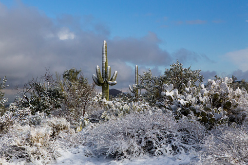 Saguaro National Park with snow. New Years Day 2015