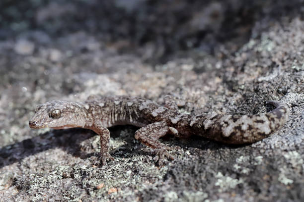 istock Lesueur's Velvet Gecko 1197728215
