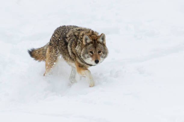 istock Big male coyote in winter 1197728306