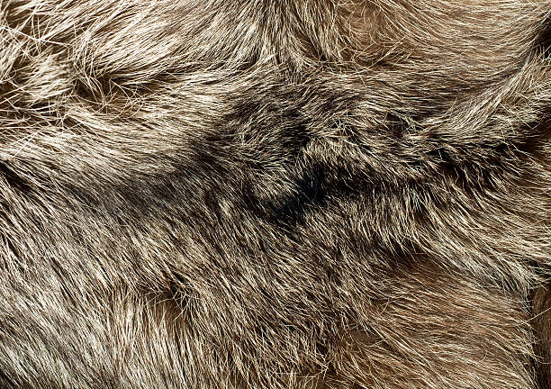 istock Background - beautiful fur of polar Fox 119772909