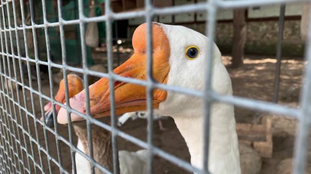 une tête de deux oie en cage grise et blanche avec un bec orange se ferment derrière une barrière en métal dans une ferme de volaille, concept de production de viande - goose meat photos et images de collection