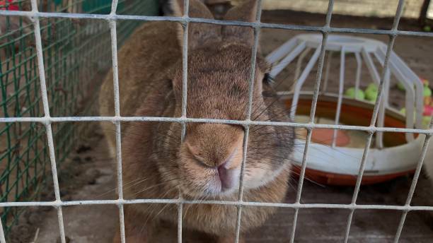 istock A finger touching a big cute brown meat rabbit bunny pushing muzzle through the bars of a metal fence of the cage, at livestock farm 1197729203