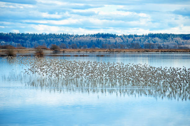 istock Starling Murmuration over the Skagit Valley 1197729320