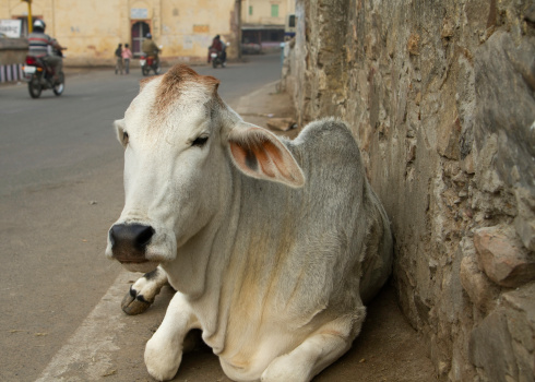 Typical scene in India where cows are sacred, here is one sitting by the roadside in Jaipur, India