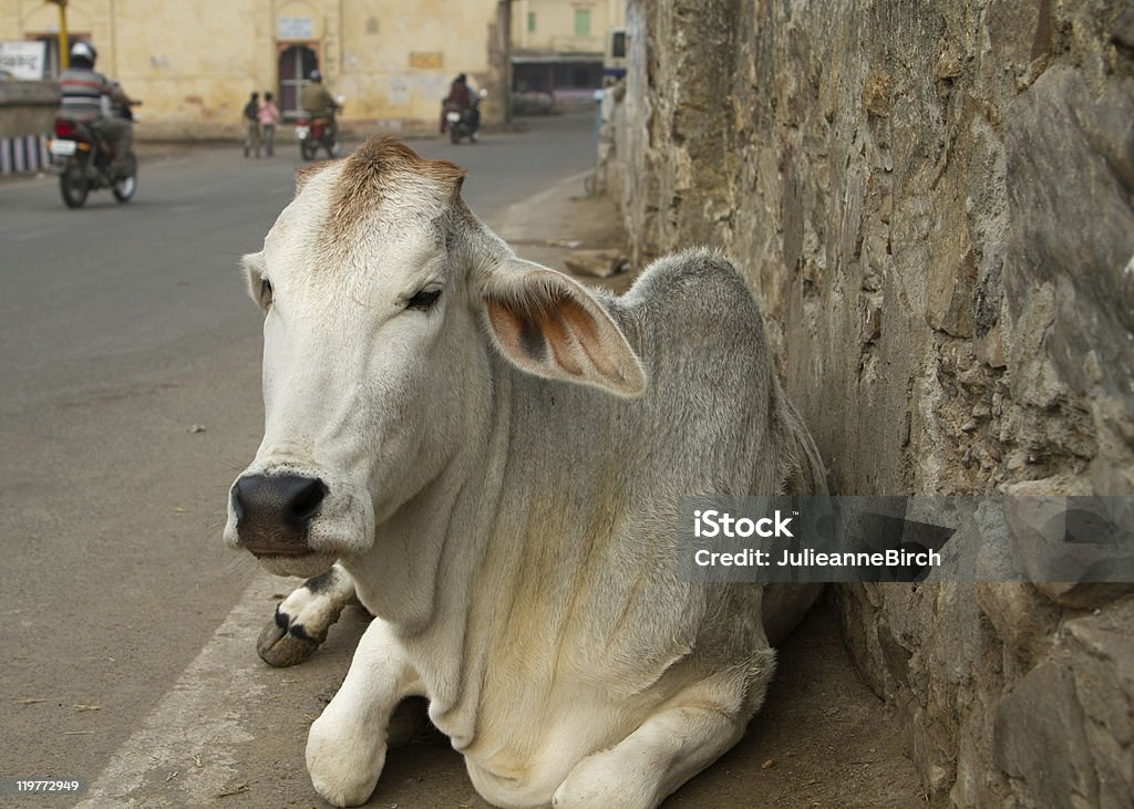 Sacred cow on the road Typical scene in India where cows are sacred, here is one sitting by the roadside in Jaipur, India Animal Stock Photo
