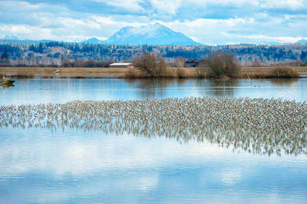 istock Starling Murmuration over the Skagit Valley 1197729860