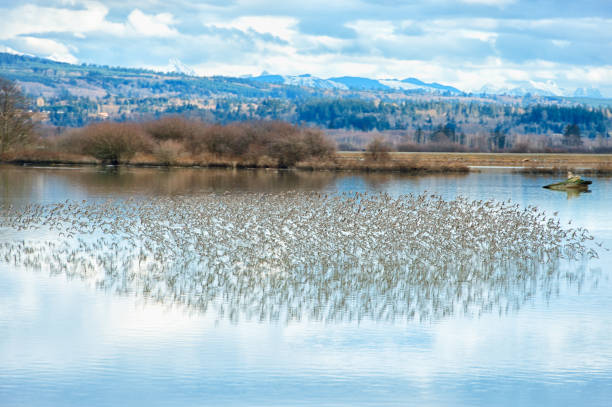 istock Starling Murmuration over the Skagit Valley 1197729877