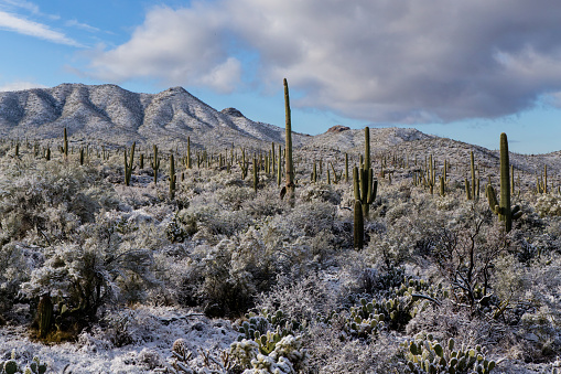 Saguaro National Park with snow. New Years Day 2015