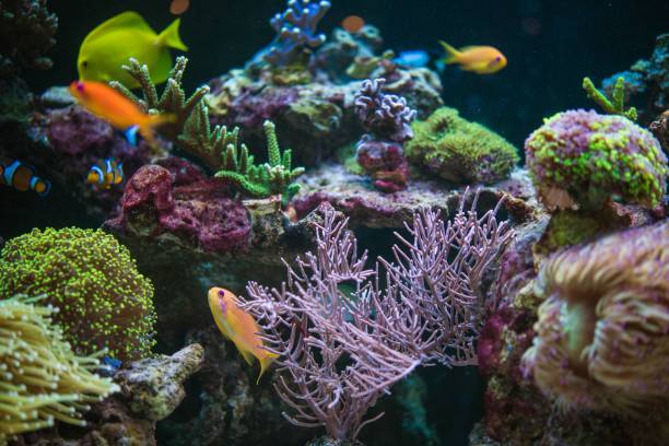 istock Tropical Fishes Hobby 1197731606