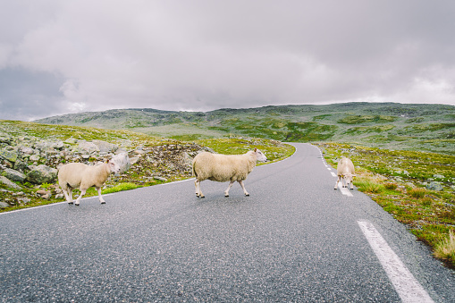 Sheep walking along road. Norway landscape. A lot of sheep on the road in Norway. Rree range sheep on a mountain road in Scandinavia. Sheep Farming. Mountain road with sheeps