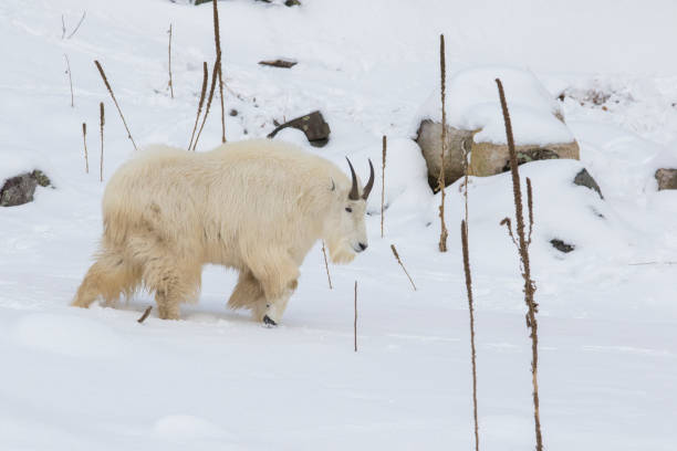 istock mountain goat in winter 1197733275