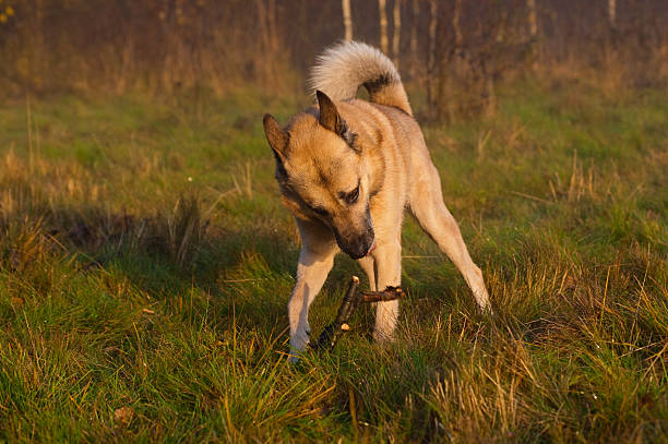 West Siberian laika (husky) with a stick stock photo