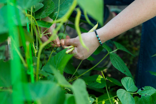 istock Inspecting the Beans in the Garden 1197734891