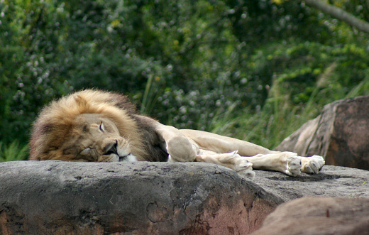 A lion resting on a rock.