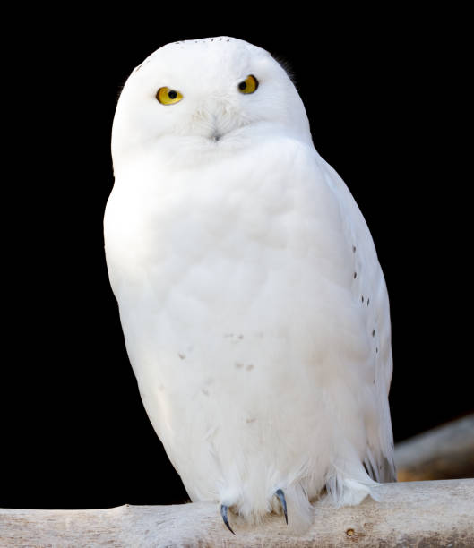 schnee-eule - owl snowy owl snow isolated stock-fotos und bilder
