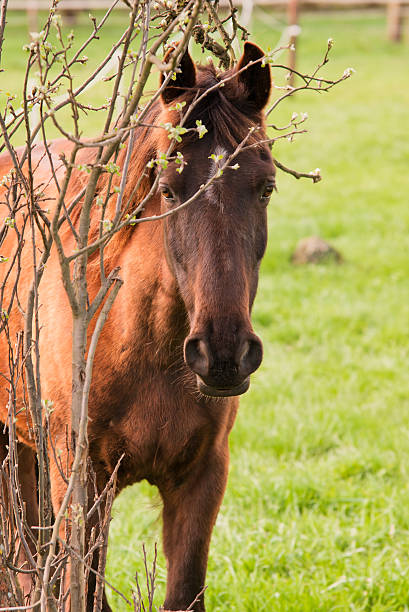 Red horse and young leaves stock photo