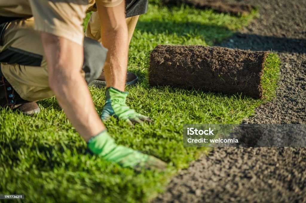 Lay Natural Grass Turfs Professional Landscaper Lay Natural Grass Turfs. Natural Grass Installation. Gardening Industry Theme. Landscaped Stock Photo