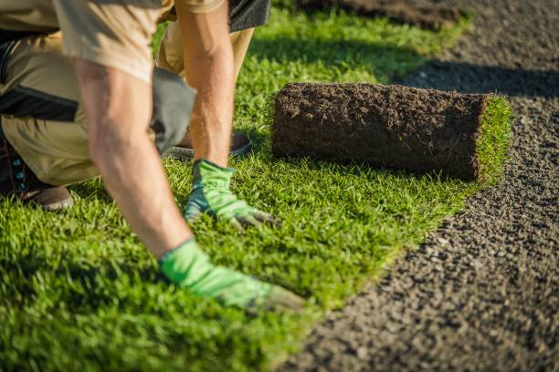 Lay Natural Grass Turfs Professional Landscaper Lay Natural Grass Turfs. Natural Grass Installation. Gardening Industry Theme. landscaping stock pictures, royalty-free photos & images