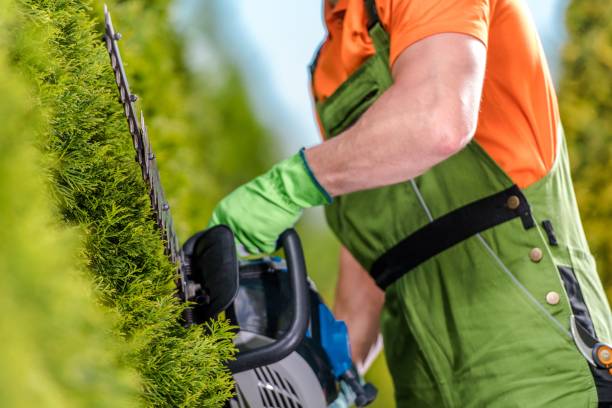 istock Thuja Shrub Trimming Job 1197737523
