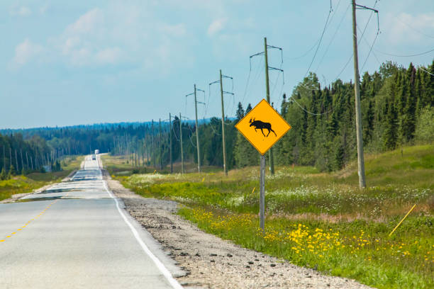 istock Warning for moose on the road sign 1197737631