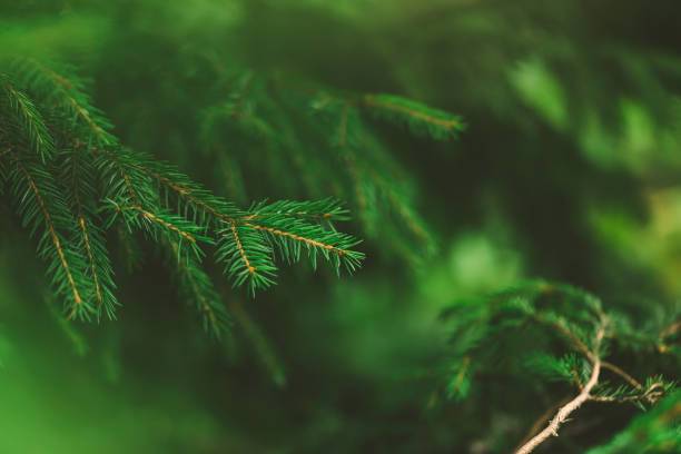 istock Background of fir tree branches 1197738919