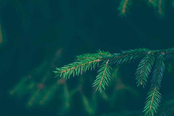 istock Dark green fir tree forest background 1197738976