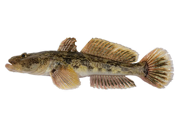istock Mesogobius batrachoeephalus 119773987