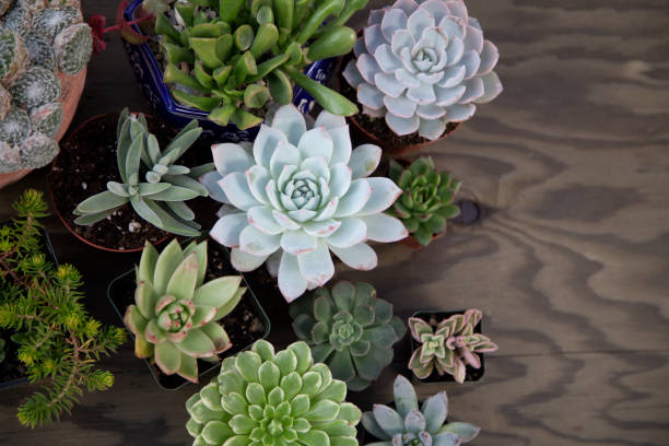 istock Succulent Plants For Garden 1197742357