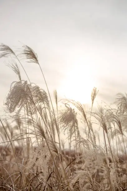 Photo of A picture of a reeds scene in Seoul's wintertime