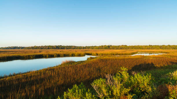 Nature Pretty nature preserve on Big Talbot Island in Jacksonville. estuary stock pictures, royalty-free photos & images
