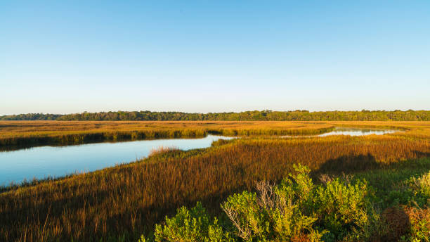 natureza - estuary - fotografias e filmes do acervo