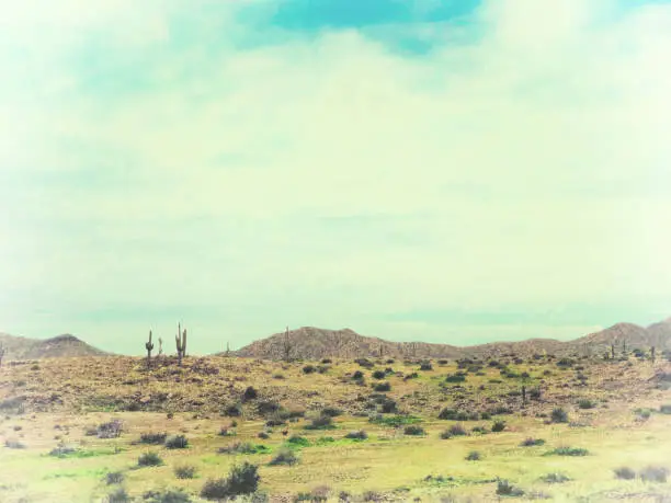 Tonto National Forest, Arizona: Vintage-Style Bleached Saguaro Landscape.
Copy space in the sky.