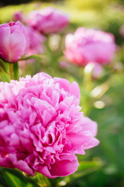 istock Fluffy pink peonies flowers background 1197744237