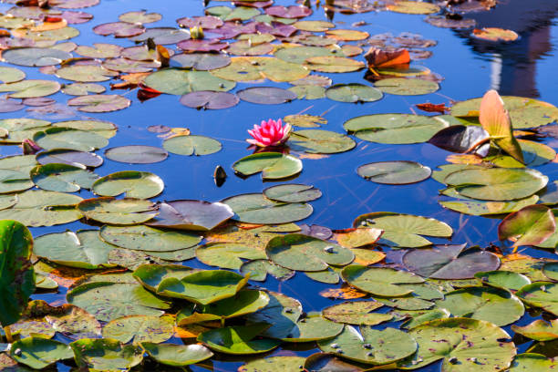 istock Pink water lily (Nymphaea) in a lake 1197744292