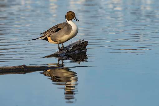 The pintail or northern pintail (Anas acuta) found in the Gray Lodge Wildlife Area in the Sacramento Valley, Butte County, California
