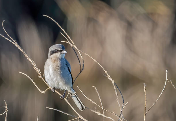 istock Loggerhead Shrike - Lanius ludovicianus 1197745406