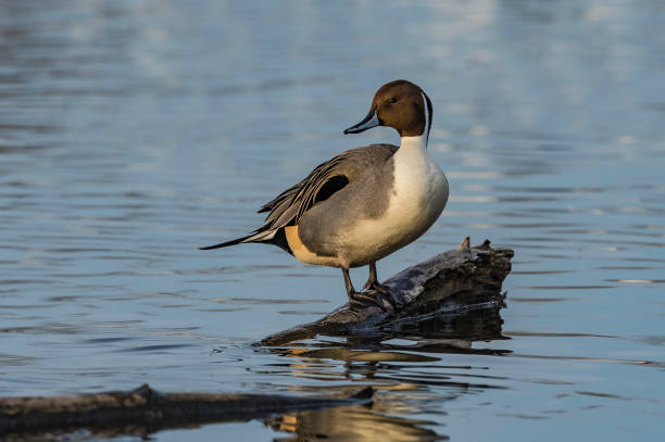 istock Northern Pintail - Anas acluta 1197745407