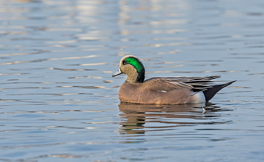 The American wigeon (Mareca americana), also called a baldpate, is a species of dabbling duck found in Gray Lodge Wildlife Area in the Sacramento Valley, Butte County, California