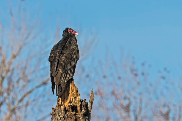 istock Turkey Vulture - Cathartes aura 1197745482
