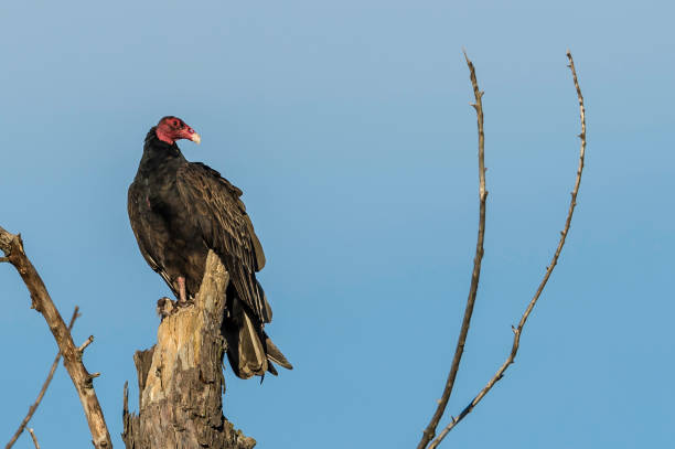 istock Turkey Vulture - Cathartes aura 1197745536