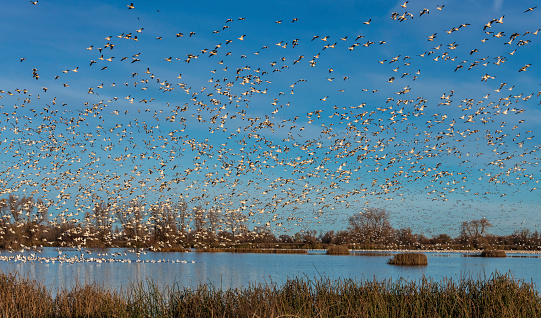 Lesser snow geese flying and landing at the Gray Lodge Wildlife Area in the Sacramento Valley, Butte County, California