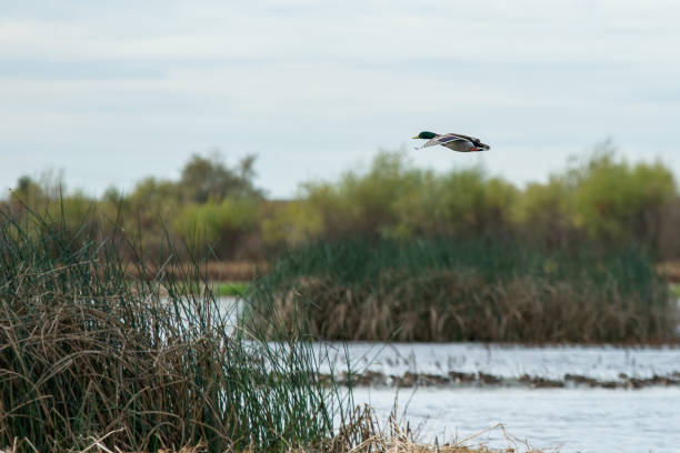istock Mallard male drake flying low through wetlands 1197747726