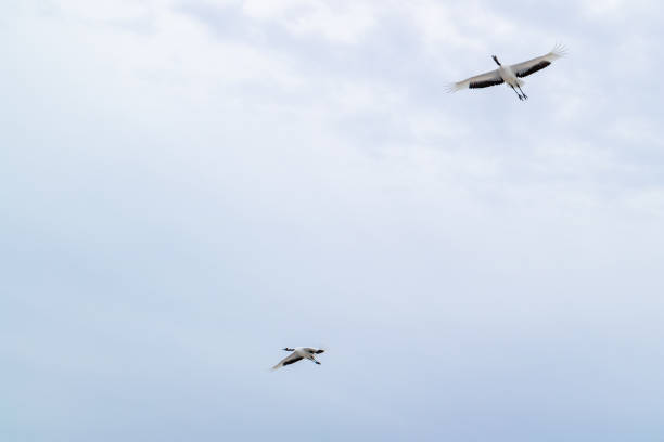 istock Japanese crane in Kushiro, Hokkaido, 1197747809